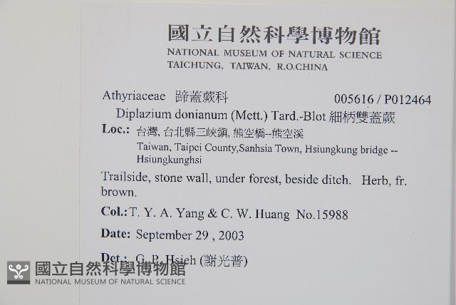 細柄雙蓋蕨藏品圖，第2張