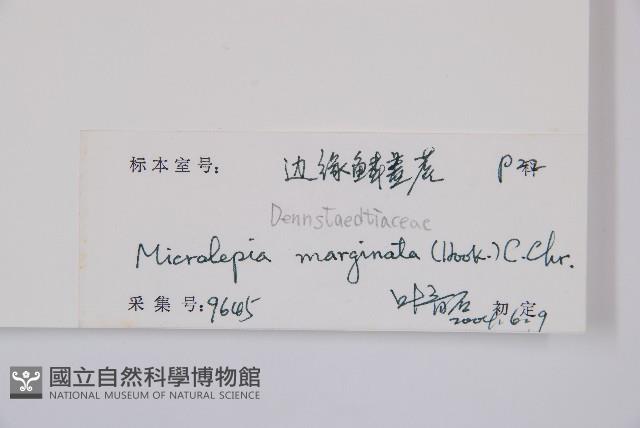 邊緣鱗蓋蕨藏品圖，第2張