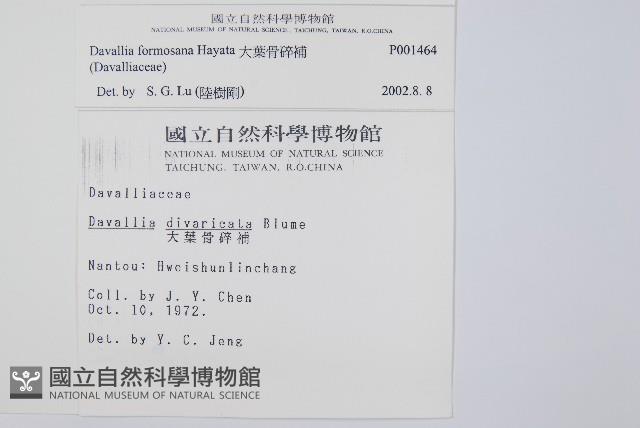 大葉骨碎補、台灣骨碎補、骨碎補藏品圖，第2張