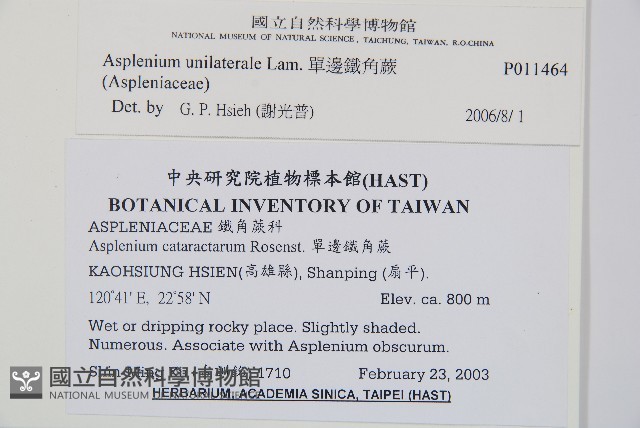 單邊鐵角蕨藏品圖，第2張