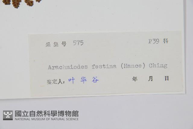 臺灣兩面複葉耳蕨藏品圖，第2張