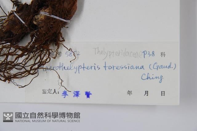 普通針毛蕨藏品圖，第2張