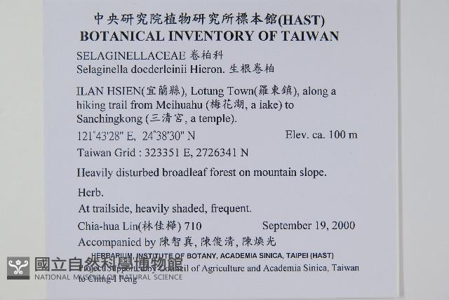 生根卷柏藏品圖，第2張