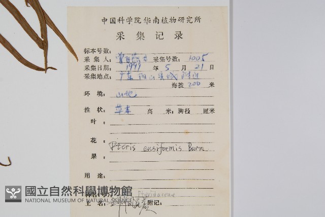 箭葉鳳尾蕨藏品圖，第2張