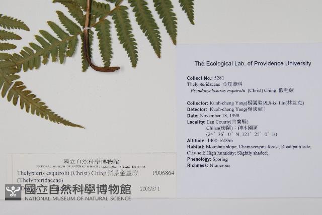 斜葉金星蕨藏品圖，第2張