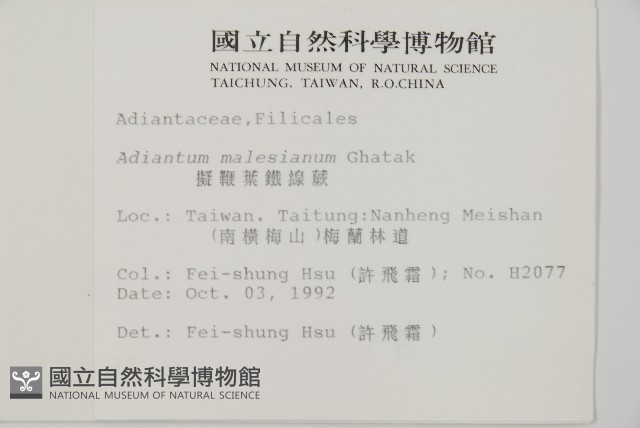 馬來鐵線蕨藏品圖，第5張