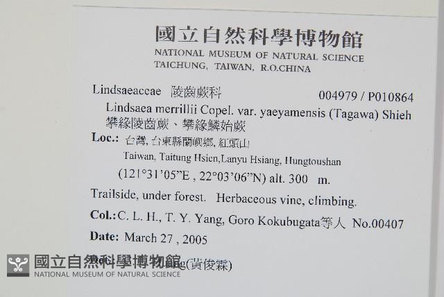 攀緣陵齒蕨、攀緣鱗始蕨藏品圖，第2張