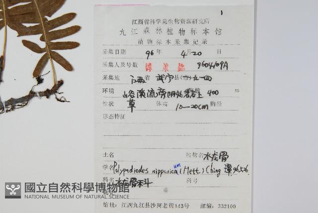 日本水龍骨藏品圖，第2張