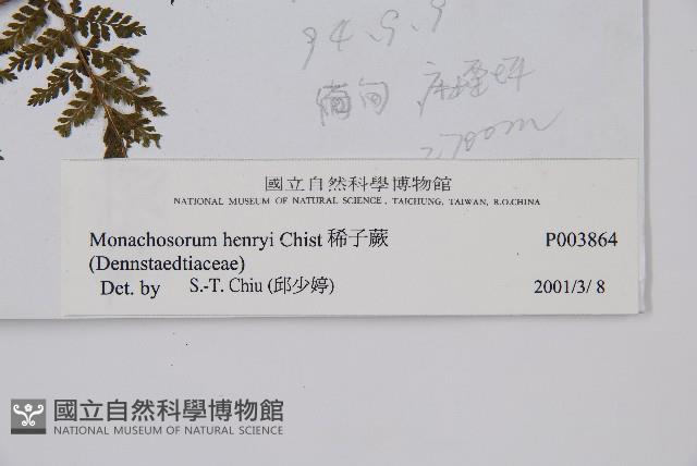 稀子蕨藏品圖，第2張