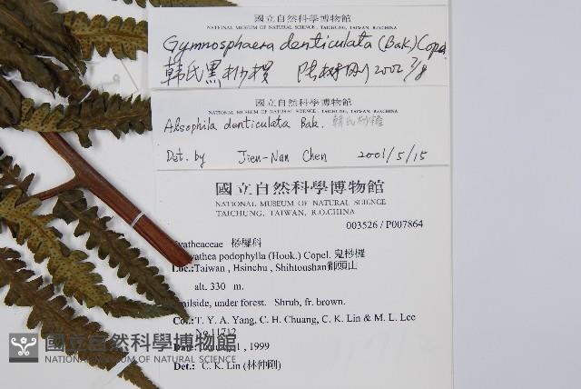 韓氏黑桫欏藏品圖，第2張