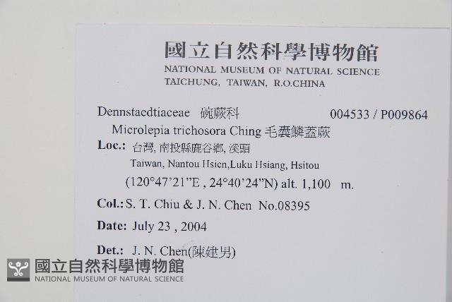 毛囊鱗蓋蕨藏品圖，第2張