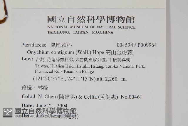 高山金粉蕨藏品圖，第2張