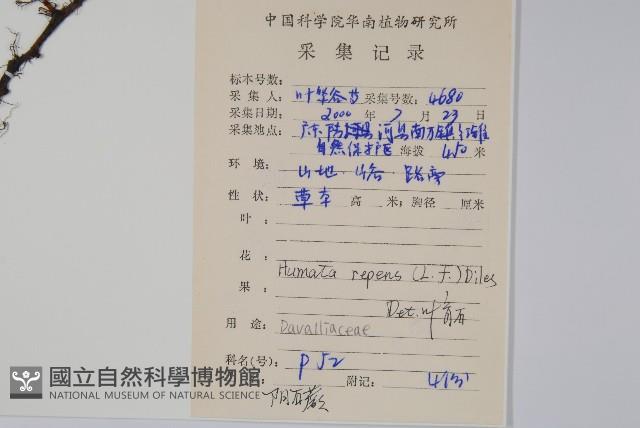 陰石蕨藏品圖，第2張