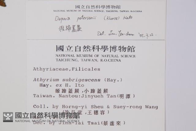 假蹄蓋蕨、東洋蹄蓋蕨藏品圖，第2張