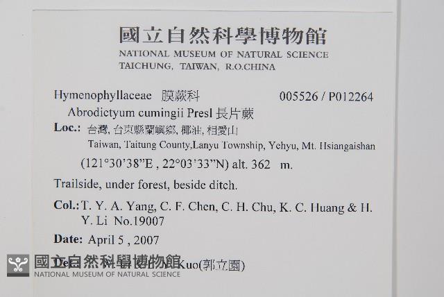 長片蕨藏品圖，第2張