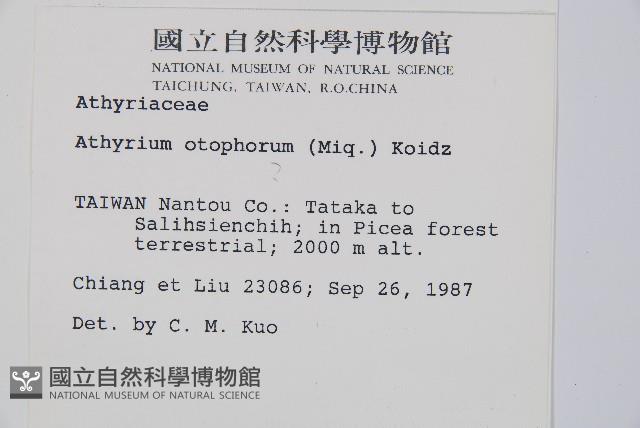 倉田氏蹄蓋蕨藏品圖，第2張