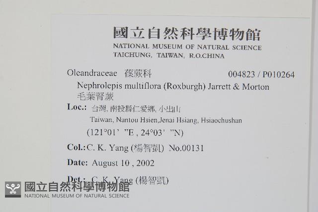 毛葉腎蕨藏品圖，第2張