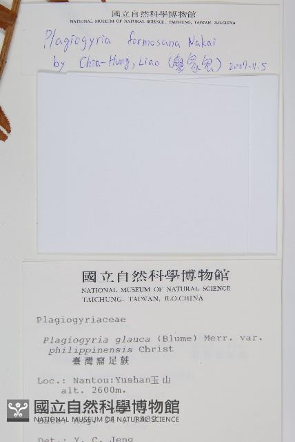 台灣瘤足蕨藏品圖，第2張