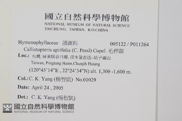 毛桿蕨藏品圖，第2張