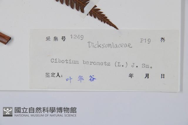 金狗毛蕨藏品圖，第2張