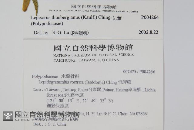 瓦葦藏品圖，第2張