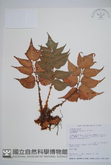 全緣貫眾蕨藏品圖，第1張