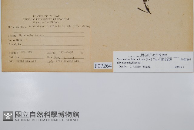 南海瓶蕨藏品圖，第2張