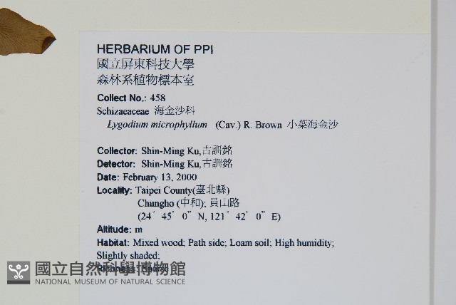 小葉海金沙藏品圖，第2張