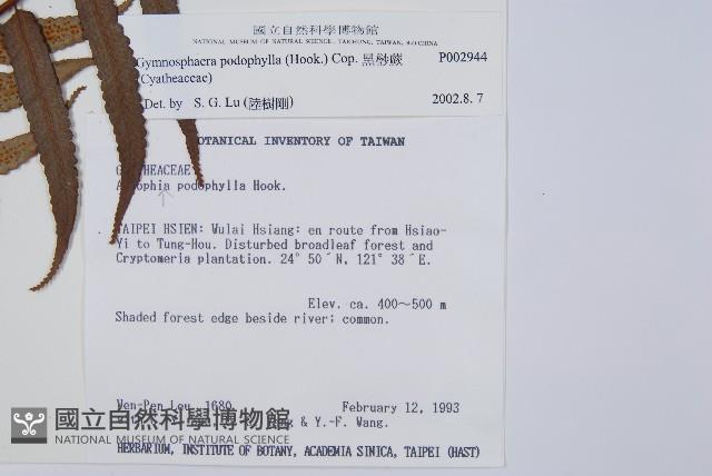 黑桫蕨藏品圖，第2張