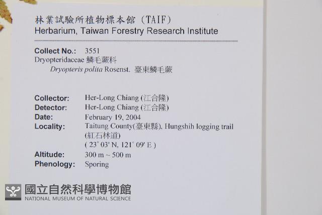 臺東鱗毛蕨藏品圖，第2張