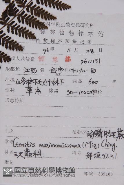 白鱗肋毛蕨藏品圖，第2張