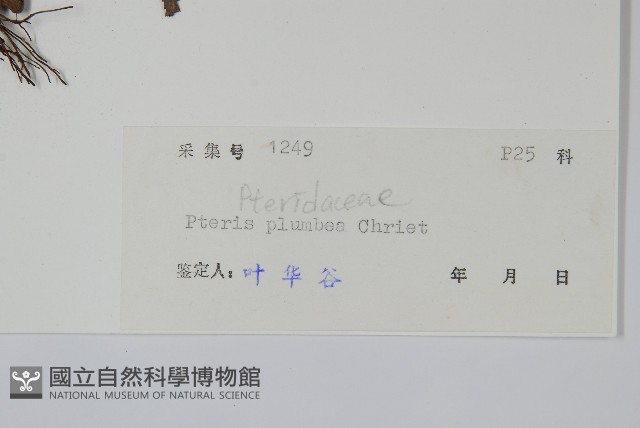 廣東鳳尾蕨、栗柄鳳尾蕨藏品圖，第2張