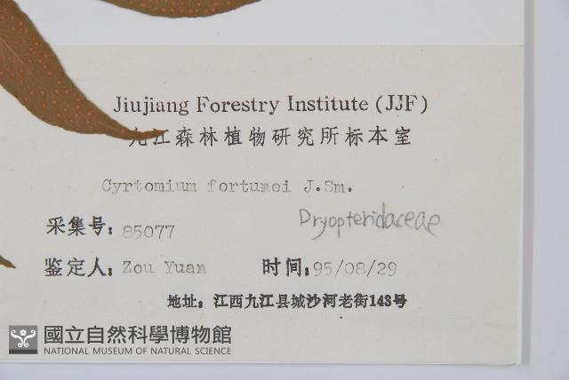 貫眾蕨藏品圖，第2張