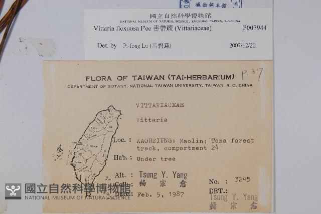 書帶蕨藏品圖，第2張