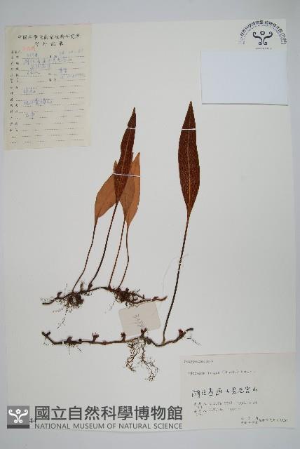 石葦藏品圖，第1張