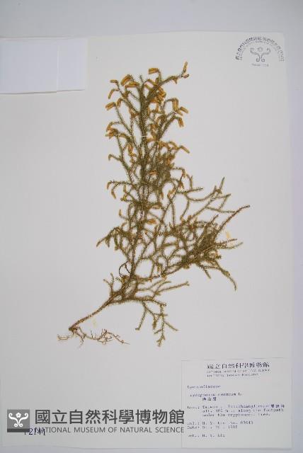 過山龍藏品圖，第1張