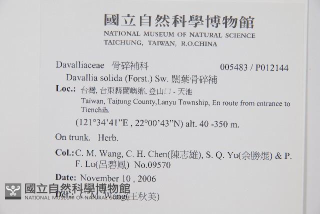 闊葉骨碎補藏品圖，第2張