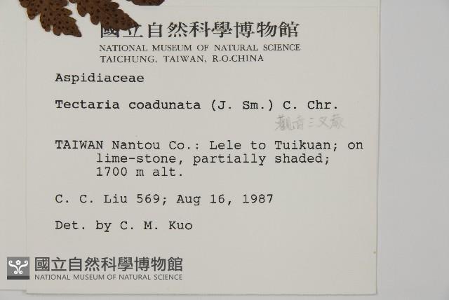 陰地三叉蕨藏品圖，第2張