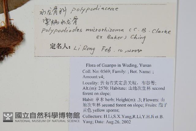 薄葉水龍骨藏品圖，第2張