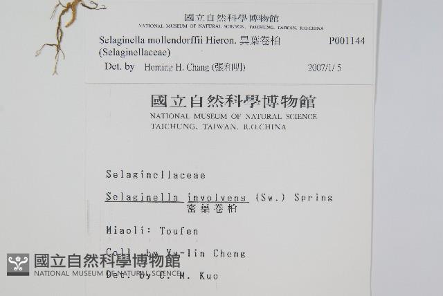 異葉卷柏藏品圖，第2張