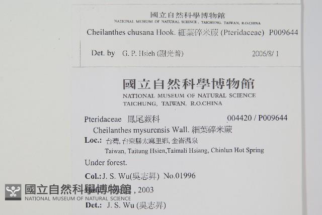 細葉碎米蕨藏品圖，第2張