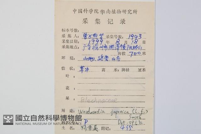 日本狗脊蕨藏品圖，第2張