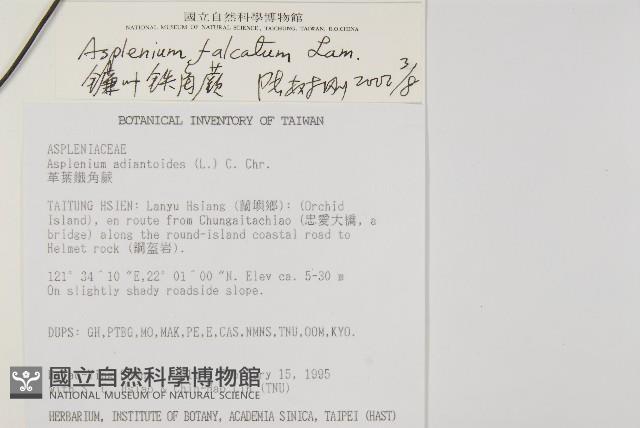 鐮葉鐵角蕨藏品圖，第2張