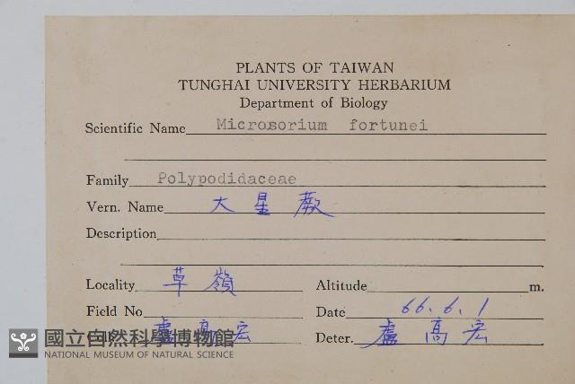 大星蕨藏品圖，第2張