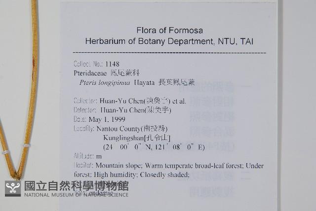 長葉鳳尾蕨藏品圖，第2張