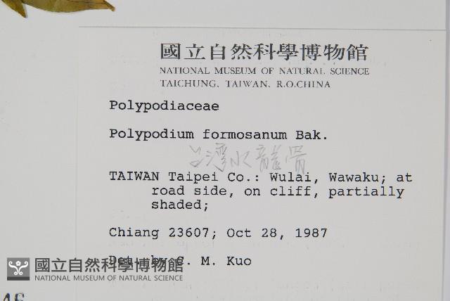 臺灣水龍骨藏品圖，第2張