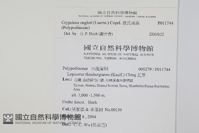 恩氏茀蕨藏品圖，第2張