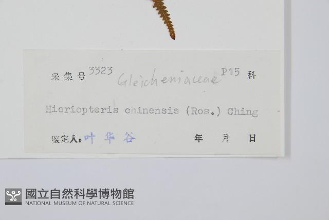 中華裏白藏品圖，第2張