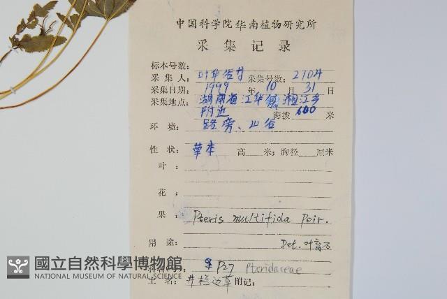 鳳尾蕨藏品圖，第2張