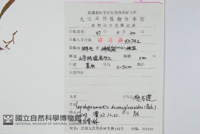 抱石蓮藏品圖，第2張